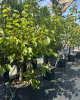 Mini marhuľa nízkokmenná (Prunus armeniaca nanum) ´BASHFUL´®