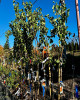 Marhuľa obyčajná (Prunus armeniaca) ´PAVIOT´ Marhuľa obyčajná (Prunus armeniaca) ´PAVIOT´