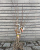 Stĺpovitá marhuľa (Prunus armeniaca) ´COMPACTA´