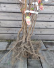 Stĺpovitá marhuľa (Prunus armeniaca) ´COMPACTA´
