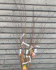 Stĺpovitá marhuľa (Prunus armeniaca) ´COMPACTA´