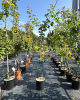 Nízkokmenná marhuľa stĺpovitá (Prunus armeniaca) ´COMPACTA´