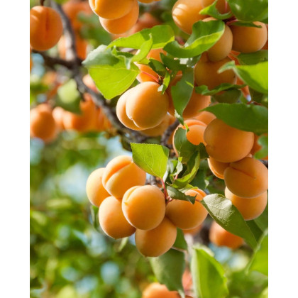 Nízkokmenná marhuľa stĺpovitá (Prunus armeniaca) ´APRIGOLD´ Nízkokmenná marhuľa stĺpovitá (Prunus armeniaca) ´APRIGOLD´