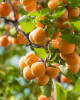Mini marhuľa nízkokmenná (Prunus armeniaca) ´APRIGOLD´® Mini marhuľa nízkokmenná (Prunus armeniaca) ´APRIGOLD´®