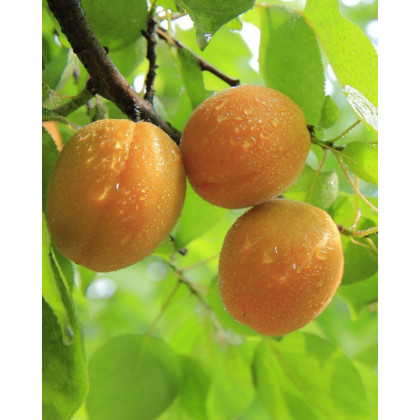 Marhuľa obyčajná (Prunus armeniaca) ´BERGERON´ Marhuľa obyčajná (Prunus armeniaca) ´BERGERON´