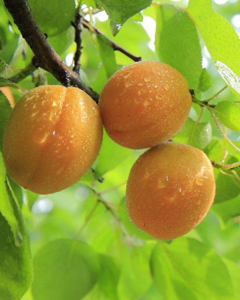 Marhuľa obyčajná (Prunus armeniaca) ´BERGERON´ Marhuľa obyčajná (Prunus armeniaca) ´BERGERON´