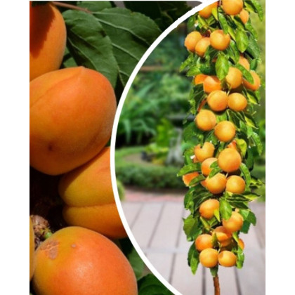 Nízkokmenná marhuľa stĺpovitá (Prunus armeniaca) ´COMPACTA´ Nízkokmenná marhuľa stĺpovitá (Prunus armeniaca) ´COMPACTA´