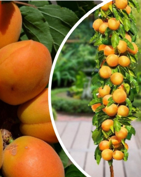 Nízkokmenná marhuľa stĺpovitá (Prunus armeniaca) ´COMPACTA´ Nízkokmenná marhuľa stĺpovitá (Prunus armeniaca) ´COMPACTA´