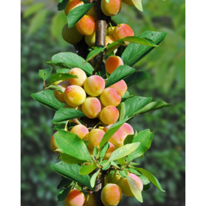 Stĺpovitá marhuľa (Prunus armeniaca) ´COMPACTA´ Stĺpovitá marhuľa (Prunus armeniaca) ´COMPACTA´