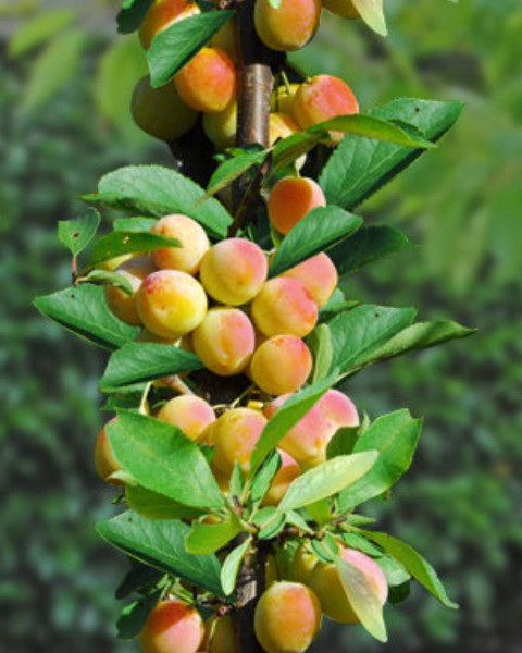 Stĺpovitá marhuľa (Prunus armeniaca) ´COMPACTA´ Stĺpovitá marhuľa (Prunus armeniaca) ´COMPACTA´