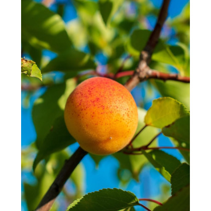 Marhuľa obyčajná (Prunus armeniaca) ´DARINA´ Marhuľa obyčajná (Prunus armeniaca) ´DARINA´
