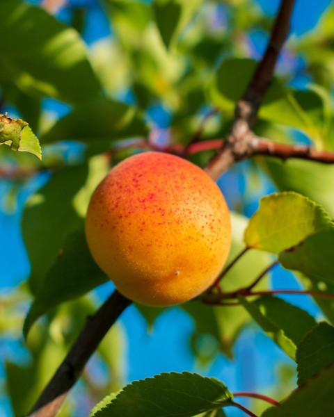 Marhuľa obyčajná (Prunus armeniaca) ´DARINA´ Marhuľa obyčajná (Prunus armeniaca) ´DARINA´
