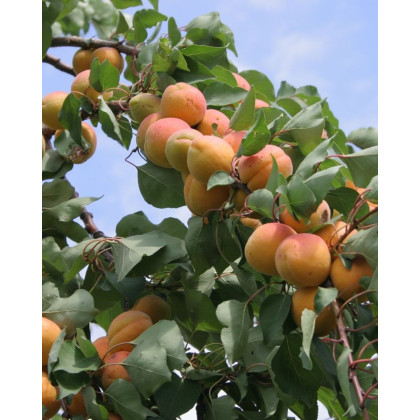 Marhuľa obyčajná (Prunus armeniaca) ´HARCOT´ Marhuľa obyčajná (Prunus armeniaca) ´HARCOT´