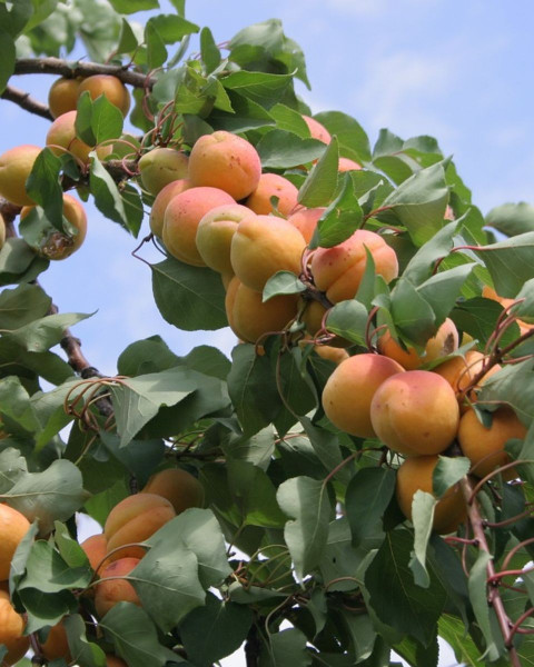 Marhuľa obyčajná (Prunus armeniaca) ´HARCOT´ Marhuľa obyčajná (Prunus armeniaca) ´HARCOT´