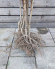 Marhuľa obyčajná (Prunus armeniaca) ´HARCOT´ Marhuľa obyčajná (Prunus armeniaca) ´HARCOT´
