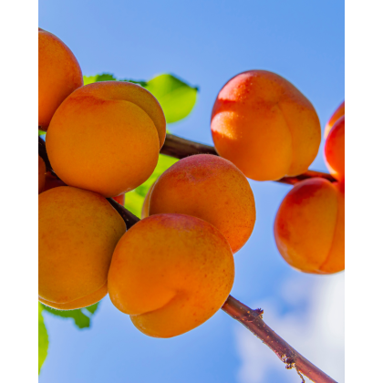 Marhuľa obyčajná (Prunus Armeniaca) ´SOMO´ Marhuľa obyčajná (Prunus Armeniaca) ´SOMO´