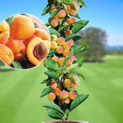 Nízkokmenná marhuľa stĺpovitá (Prunus armeniaca) ´APRIGOLD´® Nízkokmenná marhuľa stĺpovitá (Prunus armeniaca) ´APRIGOLD´®