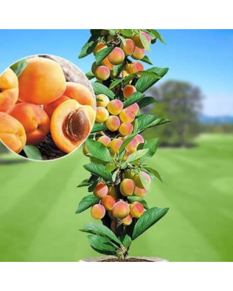Nízkokmenná marhuľa stĺpovitá (Prunus armeniaca) ´APRIGOLD´® Nízkokmenná marhuľa stĺpovitá (Prunus armeniaca) ´APRIGOLD´®