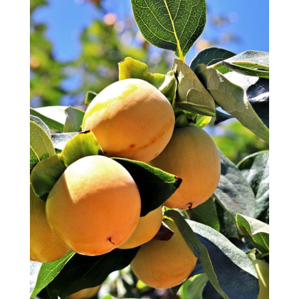 Marhuľa obyčajná (Prunus Armeniaca) ´EARLY ORANGE´ Marhuľa obyčajná (Prunus Armeniaca) ´EARLY ORANGE´