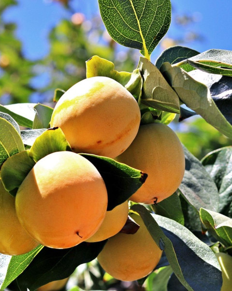 Marhuľa obyčajná (Prunus Armeniaca) ´EARLY ORANGE´ Marhuľa obyčajná (Prunus Armeniaca) ´EARLY ORANGE´