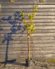 Marhuľa obyčajná (Prunus armeniaca) ´ORANGE RED´ 