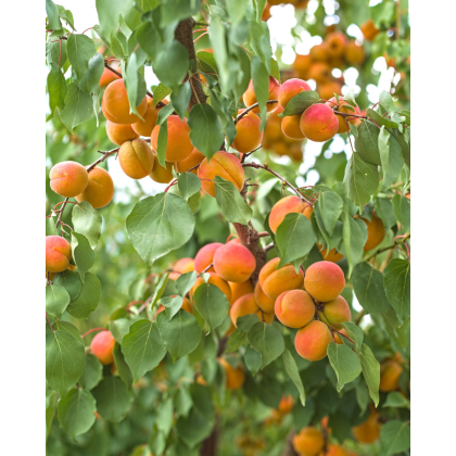 Marhuľa obyčajná (Prunus armeniaca) ´ORANGE RED´ Marhuľa obyčajná (Prunus armeniaca) ´ORANGE RED´