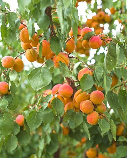 Marhuľa obyčajná (Prunus armeniaca) ´ORANGE RED´ Marhuľa obyčajná (Prunus armeniaca) ´ORANGE RED´