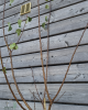 Marhuľa obyčajná (Prunus armeniaca) ´PAVIOT´