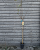 Marhuľa obyčajná (Prunus armeniaca) ´PAVIOT´