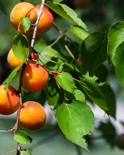 Marhuľa obyčajná (Prunus armeniaca) ´PAVIOT´ Marhuľa obyčajná (Prunus armeniaca) ´PAVIOT´