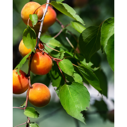 Marhuľa (Prunus armeniaca) ´HARLAYNE´ Marhuľa (Prunus armeniaca) ´HARLAYNE´