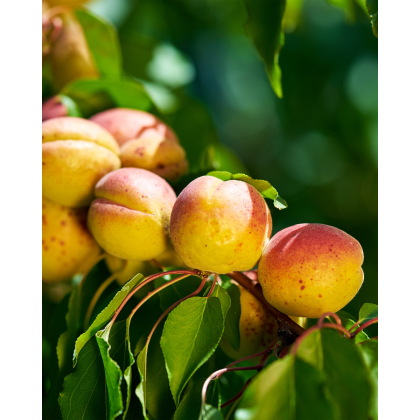 Marhuľa obyčajná (Prunus armeniaca) ´HARGRAND´ Marhuľa obyčajná (Prunus armeniaca) ´HARGRAND´