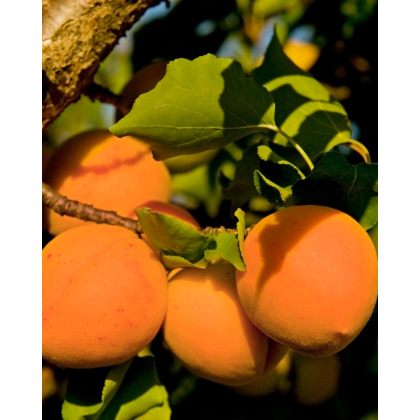 Marhuľa obyčajná (Prunus armeniaca) ´SUNGIANT´ Marhuľa obyčajná (Prunus armeniaca) ´SUNGIANT´