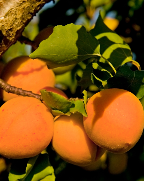 Marhuľa obyčajná (Prunus armeniaca) ´SUNGIANT´ Marhuľa obyčajná (Prunus armeniaca) ´SUNGIANT´