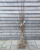 Marhuľa obyčajná (Prunus armeniaca) ´HARCOT´ Marhuľa obyčajná (Prunus armeniaca) ´HARCOT´