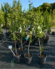 Nízkokmenná marhuľo-slivka stĺpovitá (Prunus hybrid) ‘MIRACOSE’