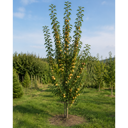 Nízkokmenná marhuľo-slivka stĺpovitá (Prunus hybrid) ‘MIRACOSE’