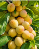 Nízkokmenná marhuľo-slivka stĺpovitá (Prunus hybrid) ‘MIRACOSE’
