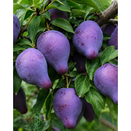 Nízkokmenná marhuľo-slivka stĺpovitá (Prunus hybrid) ‘SHARKY RED’