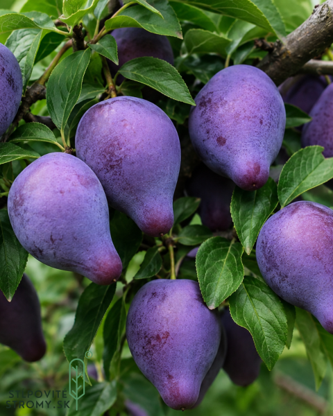 Nízkokmenná marhuľo-slivka stĺpovitá (Prunus hybrid) ‘SHARKY RED’