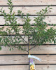 Mirabelka (Prunus domestica) ´NANCYSKÁ´