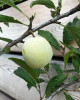 Mirabelka (Prunus domestica) ´NANCYSKÁ´