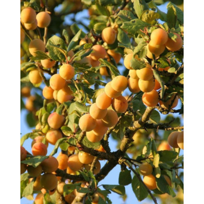 Mirabelka (Prunus domestica) ´NANCYSKÁ´ Mirabelka (Prunus domestica) ´NANCYSKÁ´