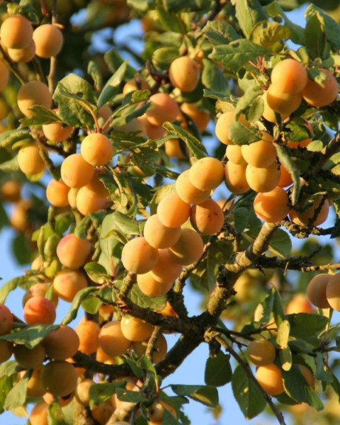 Mirabelka (Prunus domestica) ´NANCYSKÁ´