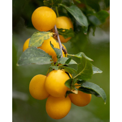 Mirabelka (Prunus domestica) ´NANCYSKÁ´ Mirabelka (Prunus domestica) ´NANCYSKÁ´