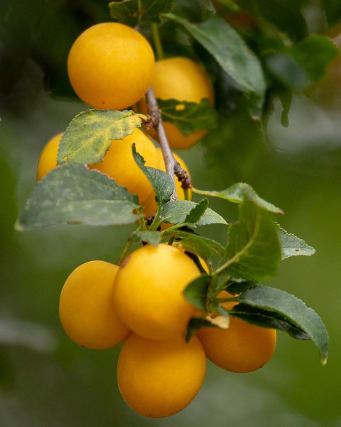 Mirabelka (Prunus domestica) ´NANCYSKÁ´ Mirabelka (Prunus domestica) ´NANCYSKÁ´