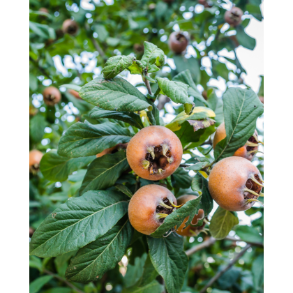 Mišpuľa obecná (Mespilus Germanica) ´RUSSIAN´(Rossijskaja) - výška 130-160 cm, kont. C6L (-28°C) Mišpuľa obecná (Mespilus Germanica) ´RUSSIAN´(Rossijskaja) - výška 130-160 cm, kont. C6L (-28°C)