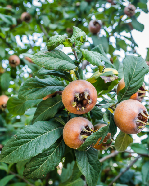 Mišpuľa obecná (Mespilus Germanica) ´RUSSIAN´(Rossijskaja) - výška 130-160 cm, kont. C6L (-28°C) Mišpuľa obecná (Mespilus Germanica) ´RUSSIAN´(Rossijskaja) - výška 130-160 cm, kont. C6L (-28°C)