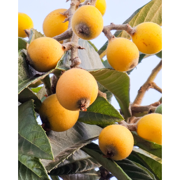 Mišpula japonská (Eriobotrya japonica) ´TANAKA´ Mišpula japonská (Eriobotrya japonica) ´TANAKA´