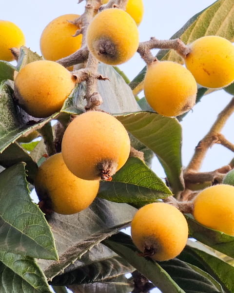 Mišpula japonská (Eriobotrya japonica) ´TANAKA´ Mišpula japonská (Eriobotrya japonica) ´TANAKA´